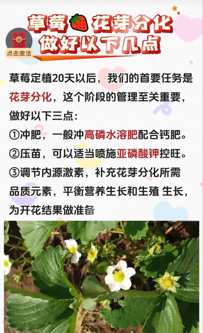 草莓花期管理需掌握哪些技术要点？-图1