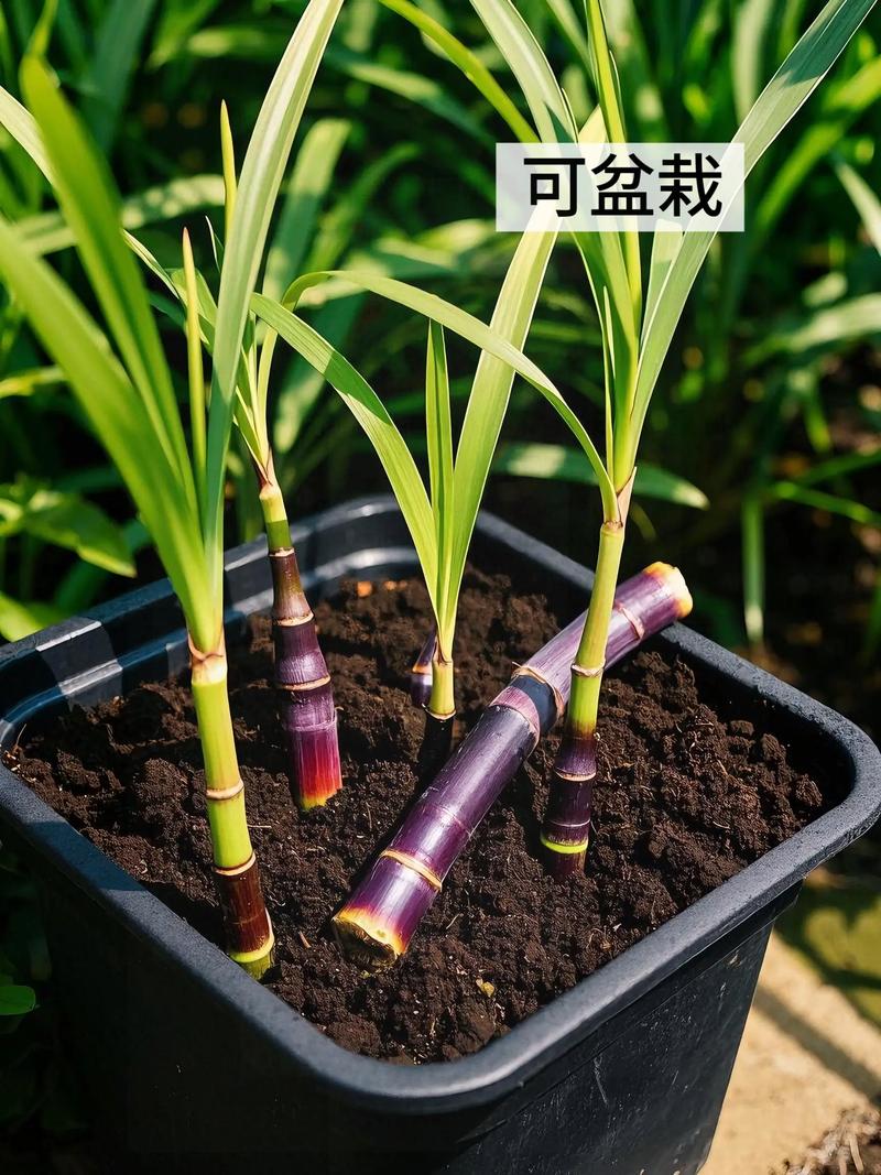 甘蔗种子究竟该怎么种？掌握这些关键技术，轻松实现高产！-图2