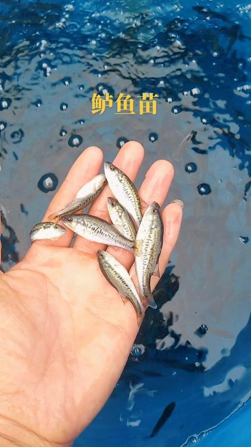 加州鲈鱼鱼苗如何高效养殖？-图3