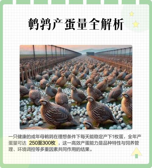哪种鹌鹑品种产蛋率最高？-图1