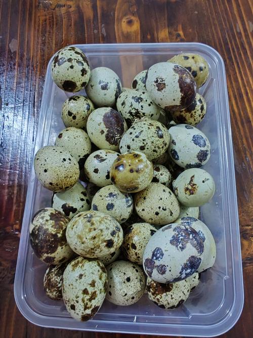 哪种鹌鹑品种产蛋率最高？-图2