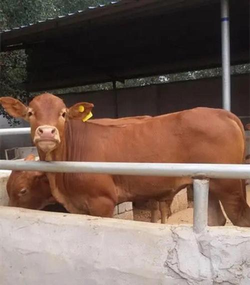 湖南本地优质肉牛品种-图1