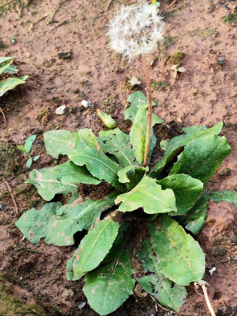 蒲公英品种图片大全，有哪些常见品种？-图1