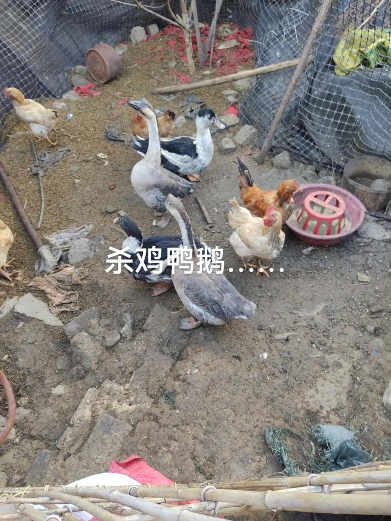 青蛙与白鹅混养,技术要点有哪些?-图1 青蛙与白鹅混养,技术要点有哪些?-图1