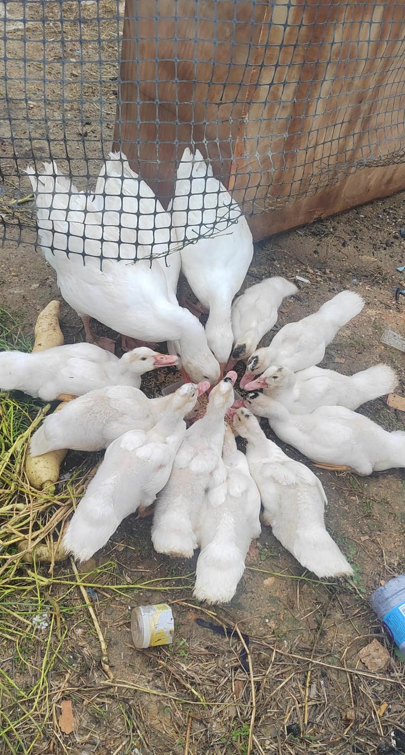 青蛙与白鹅混养,技术要点有哪些?-图2 青蛙与白鹅混养,技术要点有哪些?-图2