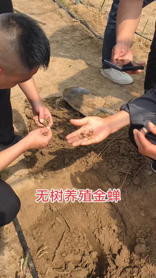 人工金蝉养殖技术视频怎么学?-图1 人工金蝉养殖技术视频怎么学?-图1