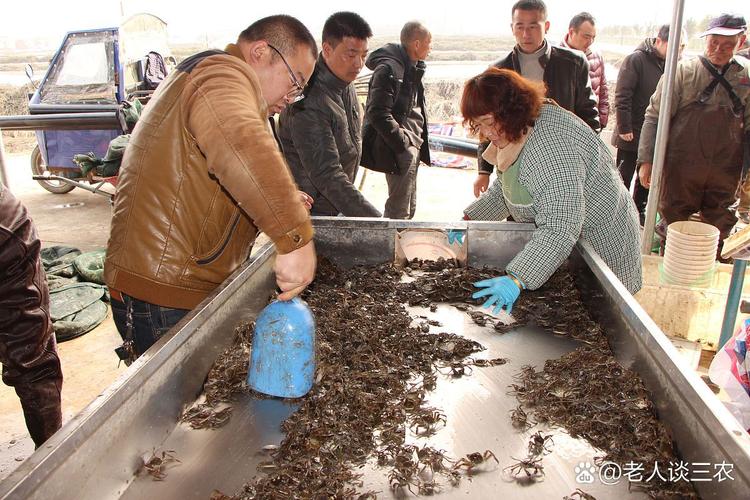 人工金蝉养殖技术视频怎么学?-图2 人工金蝉养殖技术视频怎么学?-图2