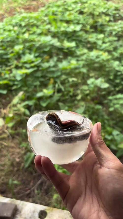 2025野生水蛭价格会涨还是跌?-图1 2025野生水蛭价格会涨还是跌?-图1