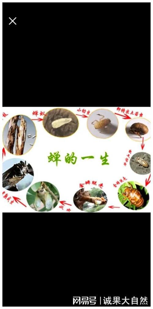 人工知了怎么养殖技术-图1