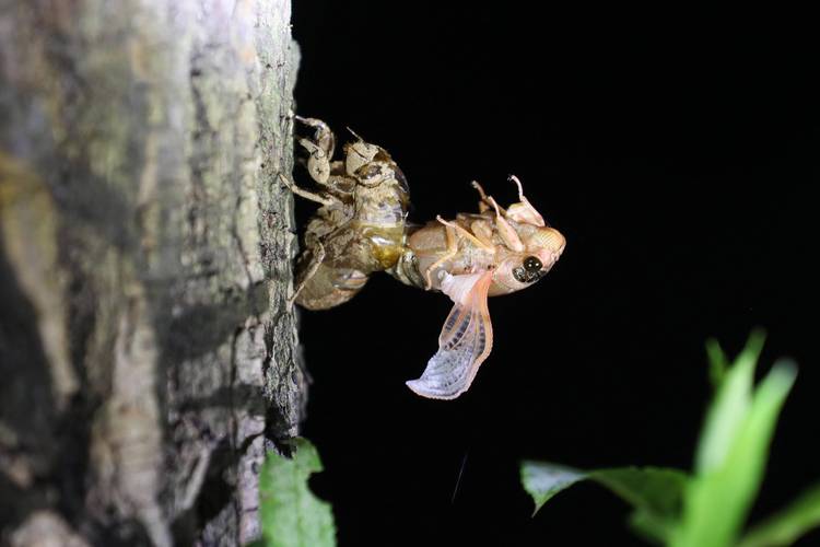 人工知了怎么养殖技术-图2