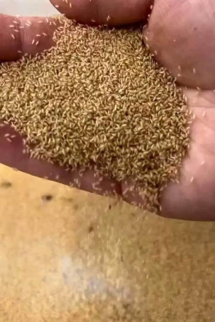 人工知了怎么养殖技术-图3