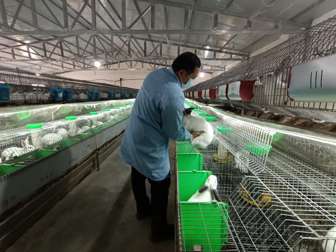 兔子大棚养殖技术视频有哪些要点?-图2 兔子大棚养殖技术视频有哪些要点?-图2