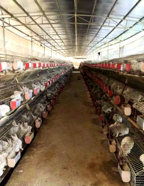 兔子大棚养殖技术视频有哪些要点?-图3 兔子大棚养殖技术视频有哪些要点?-图3