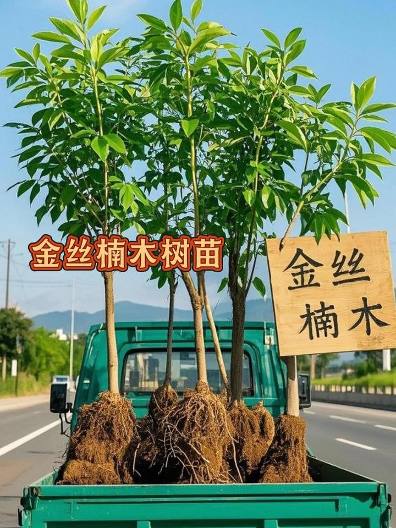 金丝楠木种植技术有哪些关键要点？-图2