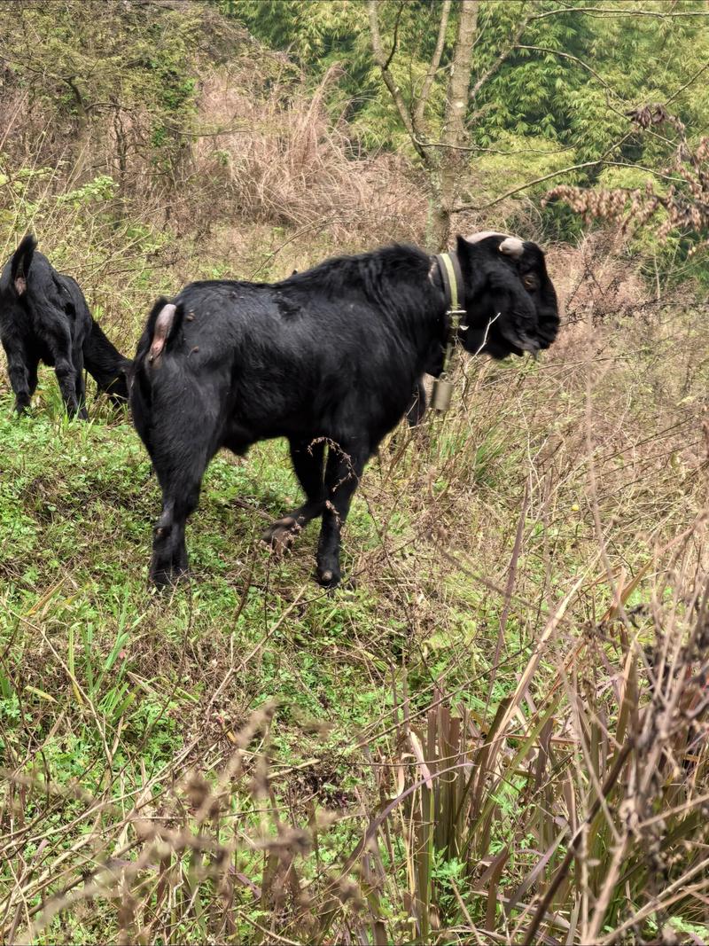 山羊最大品种是哪个？-图2