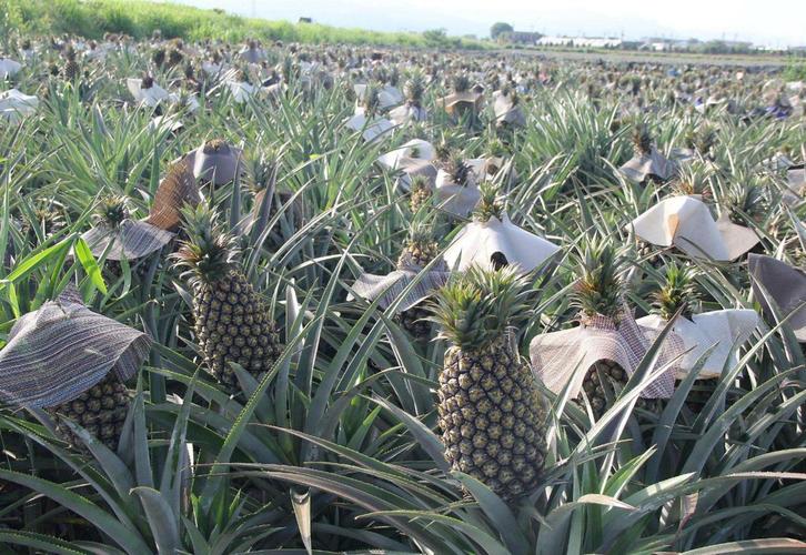 大棚波罗怎么种？视频技术要点有哪些？-图1