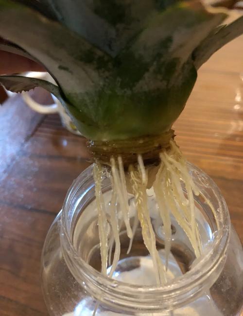 大棚波罗怎么种？视频技术要点有哪些？-图2