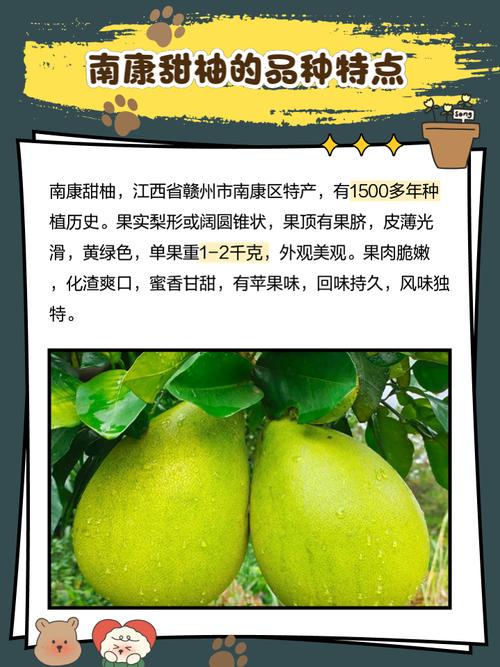 南方适合种哪些柚子品种?-图2 南方适合种哪些柚子品种?-图2