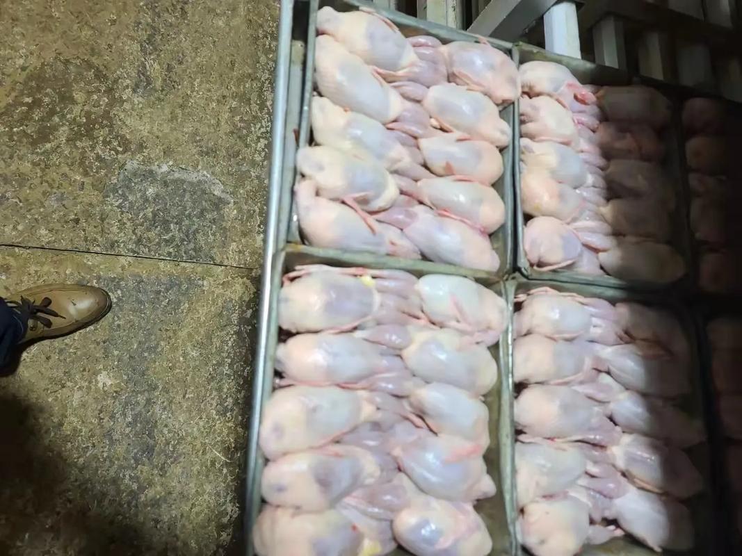 白羽鹌鹑养殖技术有哪些关键要点？-图1