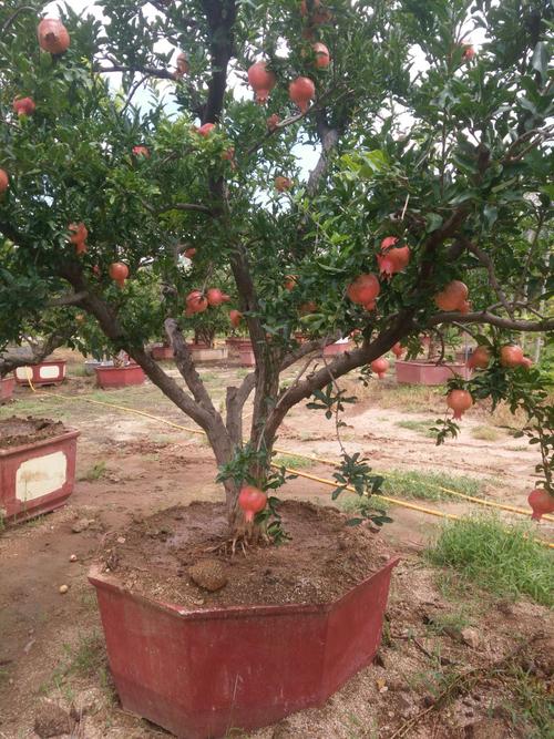 北方适合种哪些石榴品种？-图1