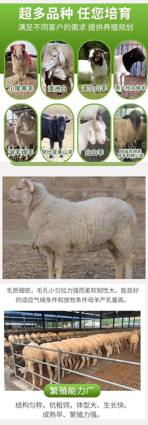 小尾寒羊品种齐全，价格多少？-图1