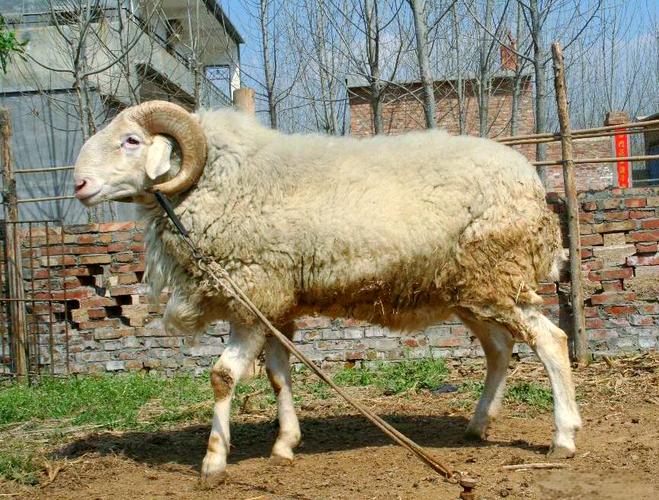 小尾寒羊品种齐全，价格多少？-图2