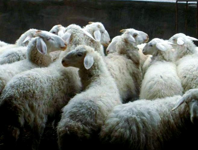 小尾寒羊品种齐全，价格多少？-图3