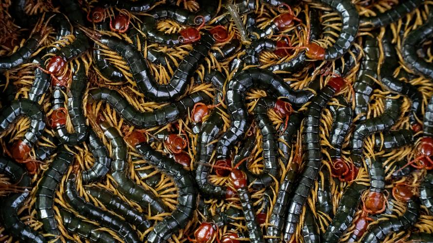 养殖什么品种蜈蚣效益好？-图1