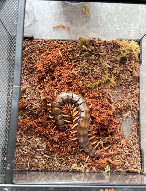 养殖什么品种蜈蚣效益好？-图2