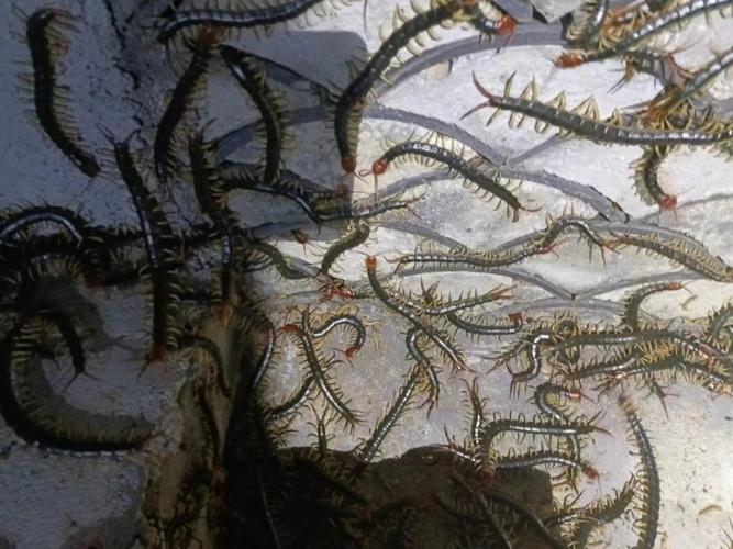 养殖什么品种蜈蚣效益好？-图3