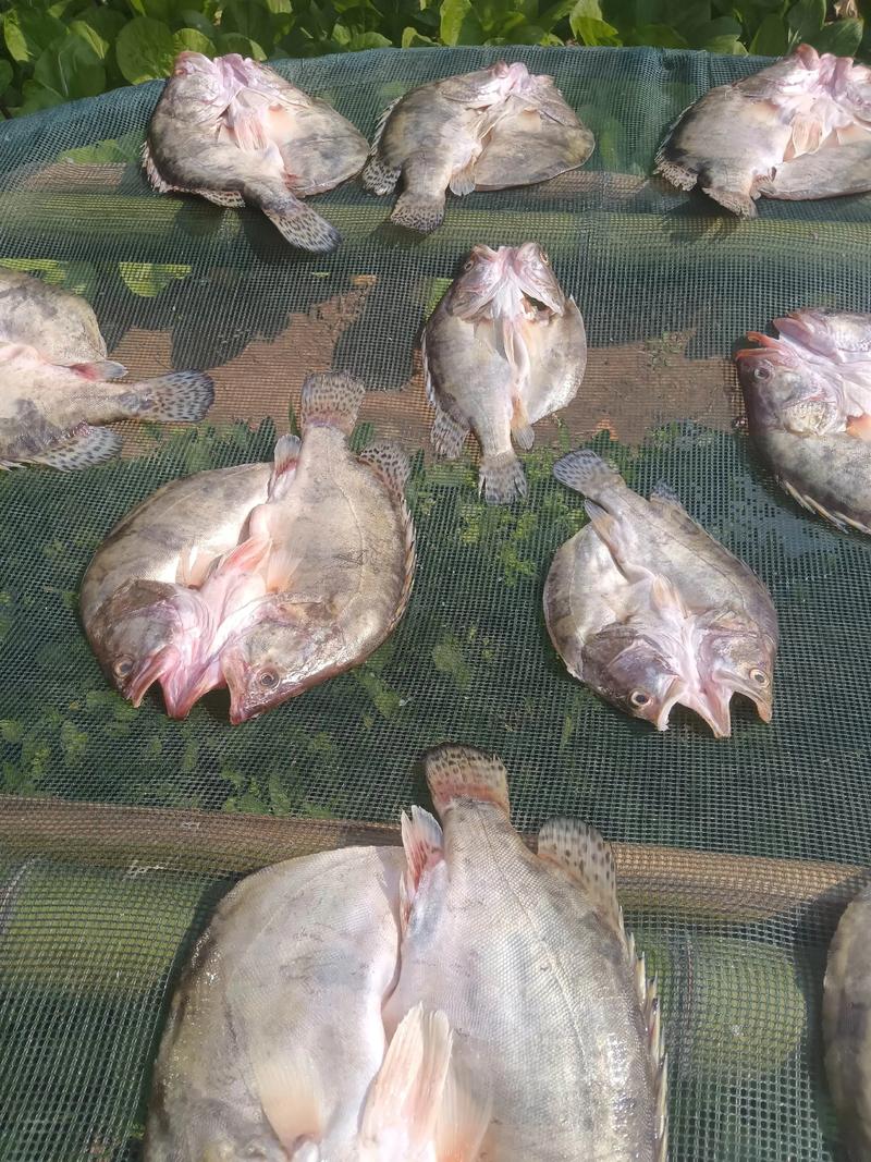 2025年桂花鱼价格会涨还是跌？-图2