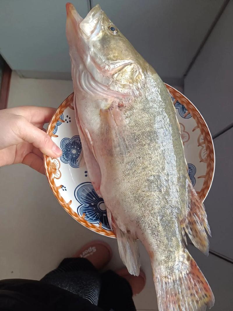 2025年桂花鱼价格会涨还是跌？-图3