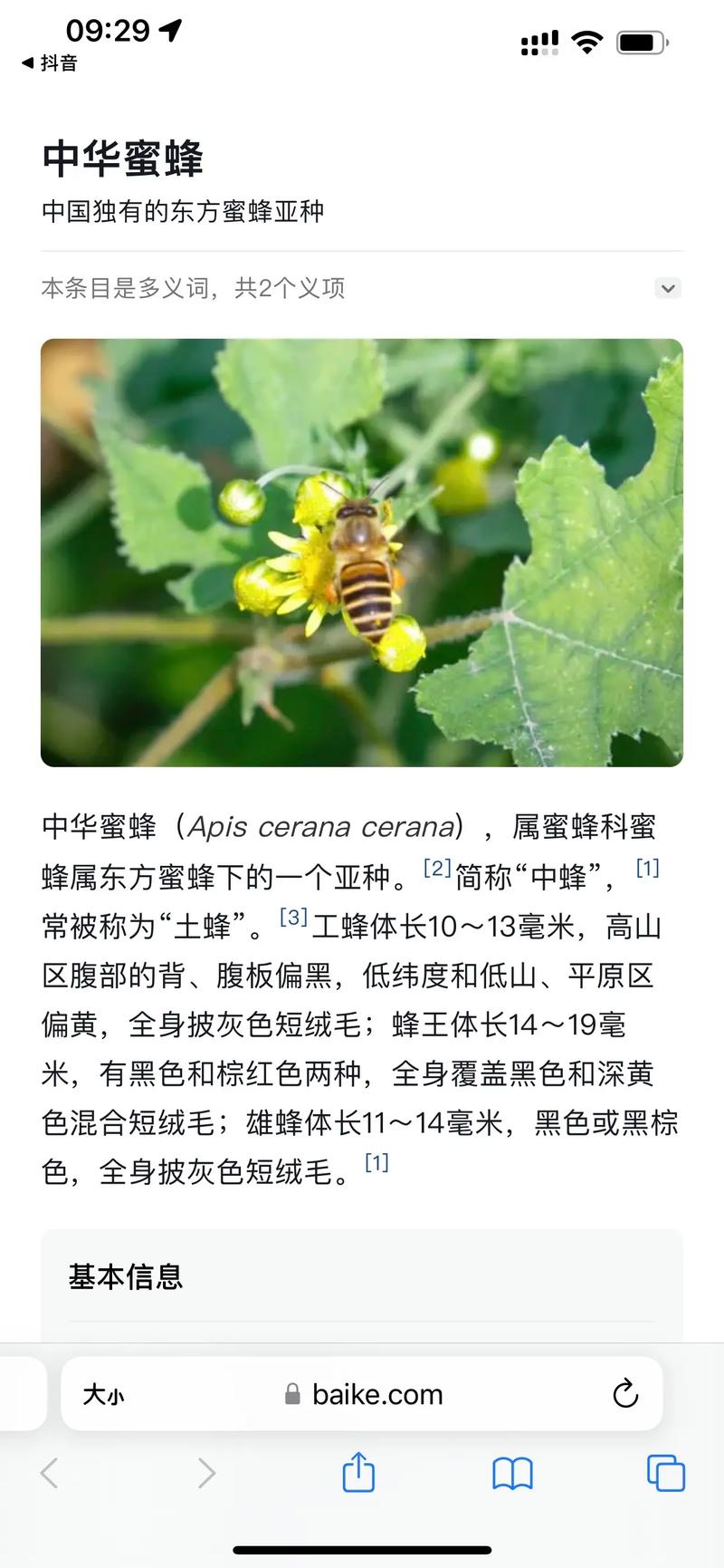 中华蜜蜂石洞诱捕技术怎么操作?-图1 中华蜜蜂石洞诱捕技术怎么操作?-图1