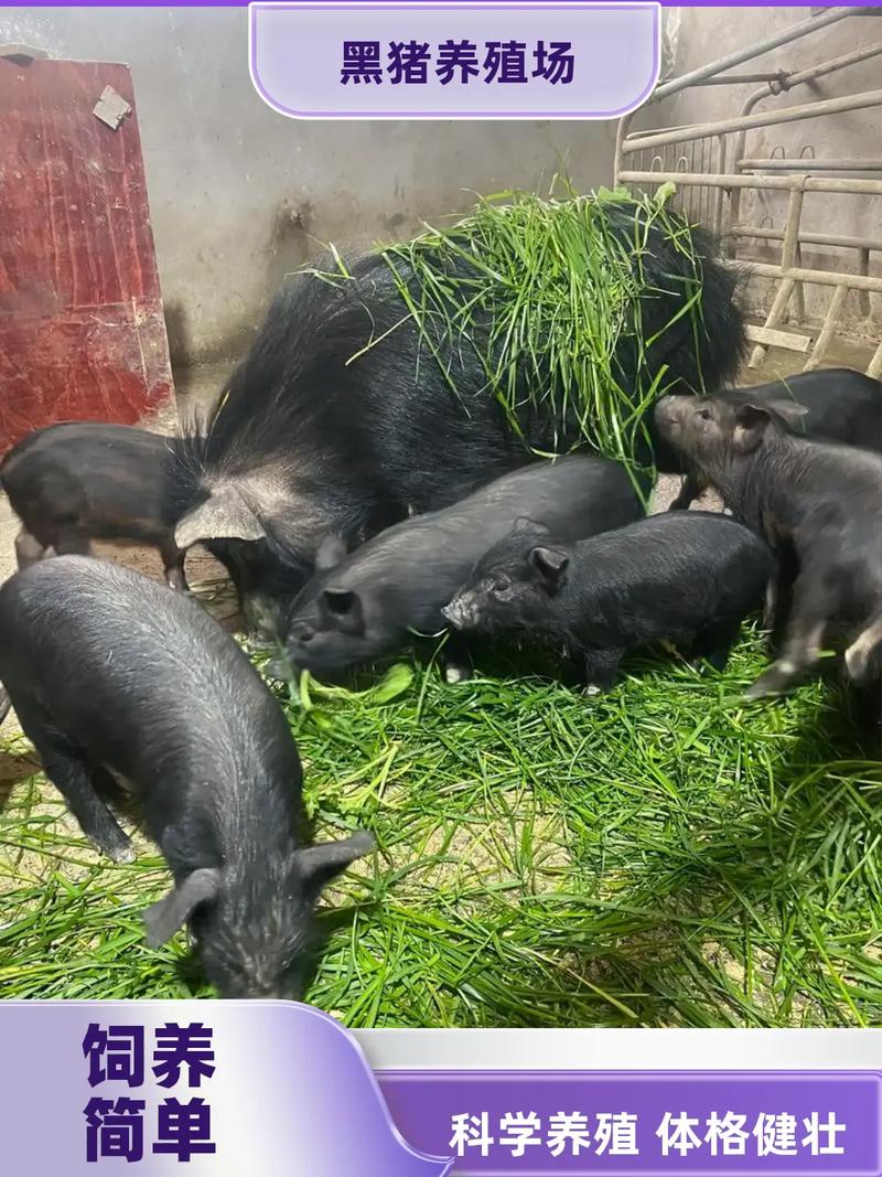 黑猪养殖哪个品种最贵?-图1 黑猪养殖哪个品种最贵?-图1