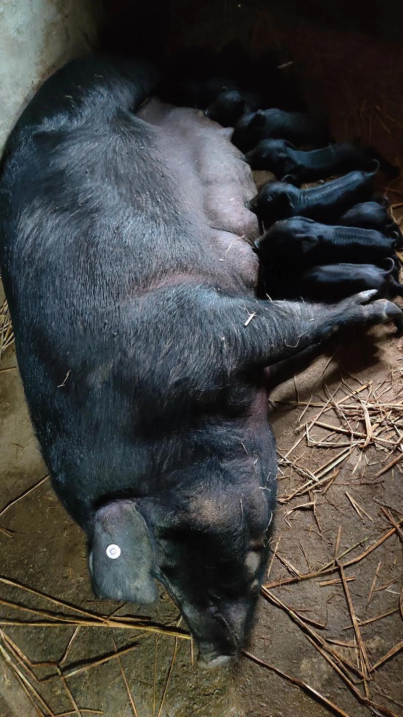 黑猪养殖哪个品种最贵?-图3 黑猪养殖哪个品种最贵?-图3