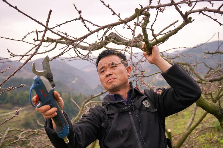 坚果修剪视频，关键技巧有哪些？-图1