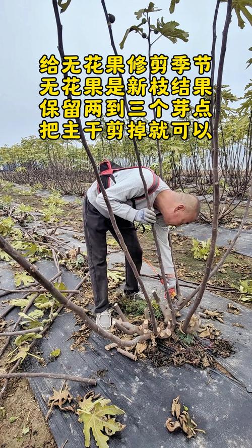 坚果修剪视频，关键技巧有哪些？-图2