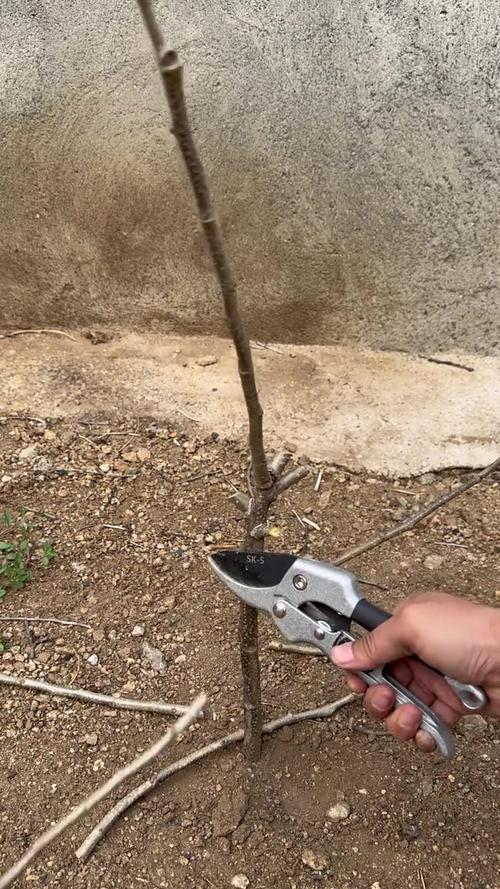 坚果修剪视频，关键技巧有哪些？-图3