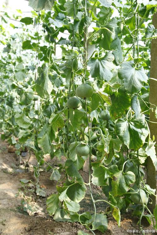 露天甜瓜夏天种，咋才能甜又高产？-图1