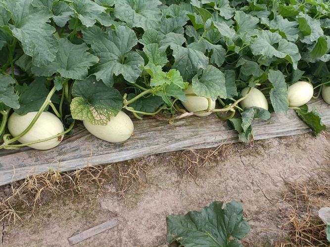 露天甜瓜夏天种，咋才能甜又高产？-图3
