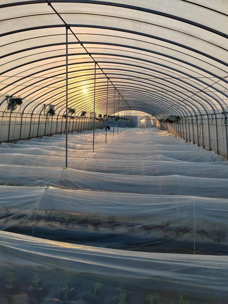 露天甜瓜夏天种，咋才能甜又高产？-图2