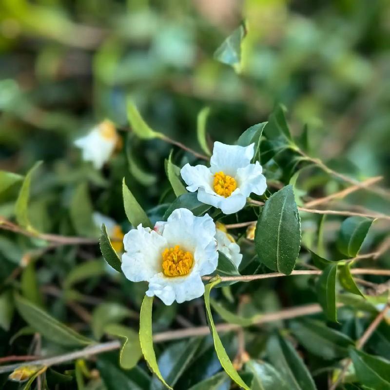 白色茶花有哪些常见品种？-图2