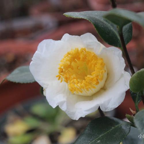 白色茶花有哪些常见品种？-图1