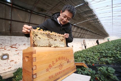 大棚蜜蜂授粉视频，技术要点有哪些？-图3