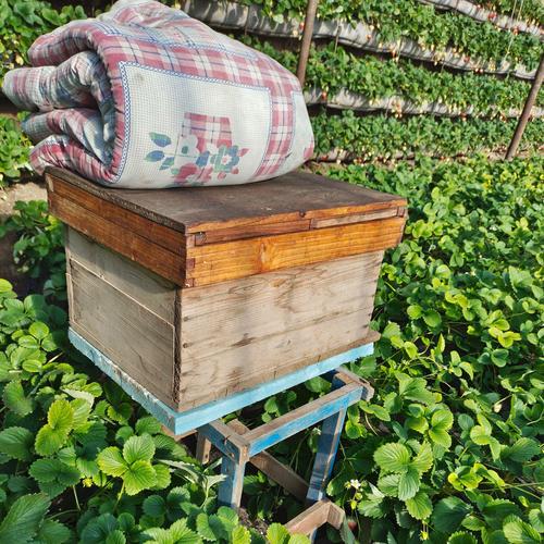 大棚蜜蜂授粉视频，技术要点有哪些？-图2