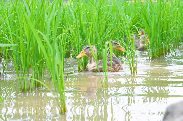 稻田鸭子养殖技术视频有哪些要点？-图1