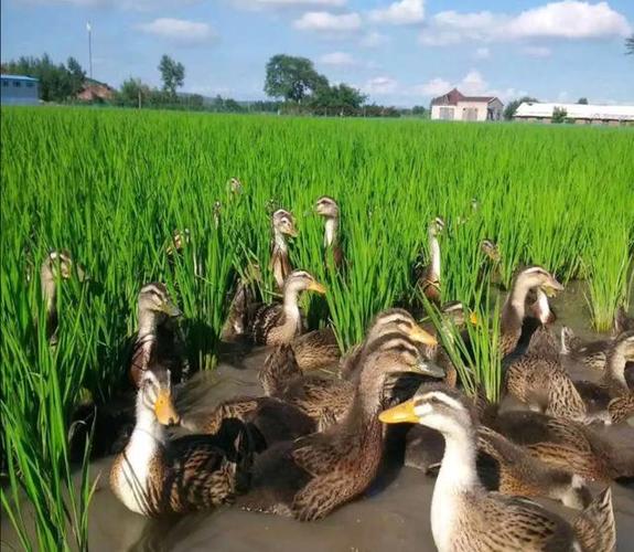 稻田鸭子养殖技术视频有哪些要点？-图3