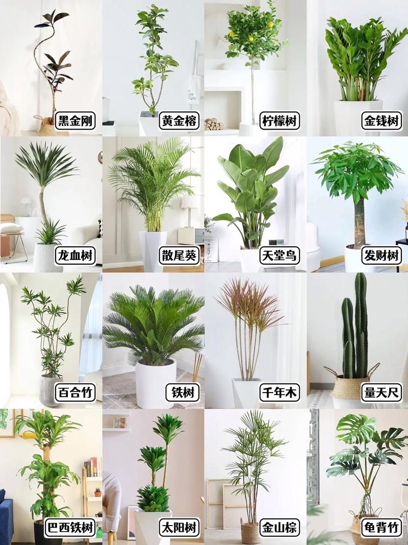 室内花木品种有哪些？常见品种图片大全？-图3