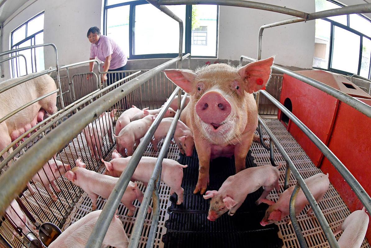 养猪技术视频大全，能学到哪些实用技巧？-图2