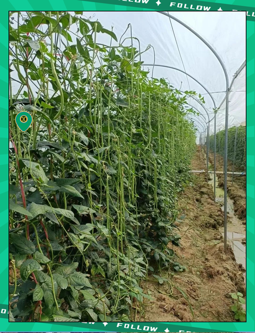 冬天大棚种豆角，技术要点有哪些？-图3